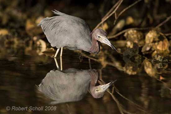 Wading Birds - Little Blue Heron Fishing