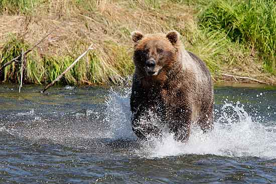 Wildlife Photography - Alaskan Brown Bear Charging